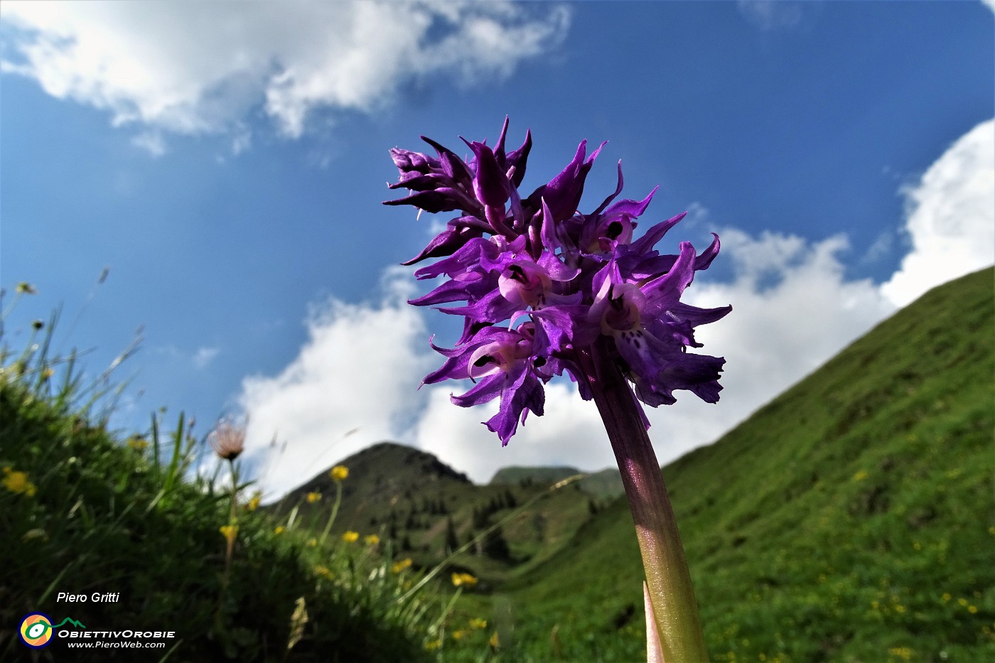 95 Orchide mascula (Orchis mascula) visitata da un'ape.JPG